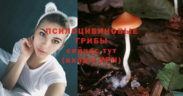 прущие грибы Беломорск